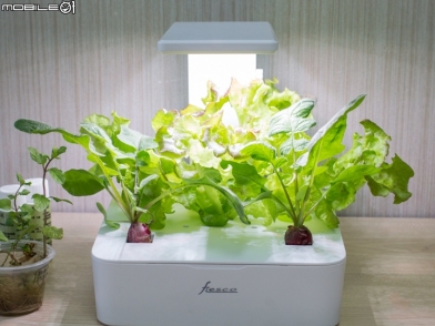 體驗舒壓植栽樂趣 Green Box LED水土耕培育機