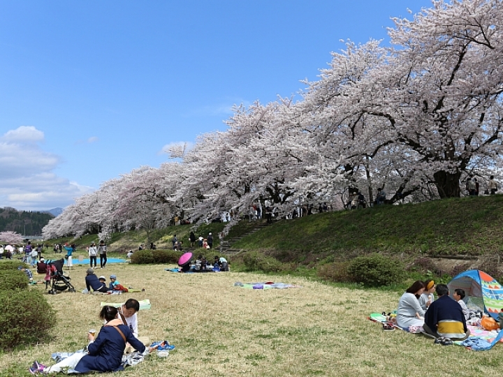 角館櫻花_桧木内川堤公園