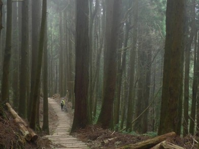 前進達邦、特富野。(阿里山公路+特富野古道)