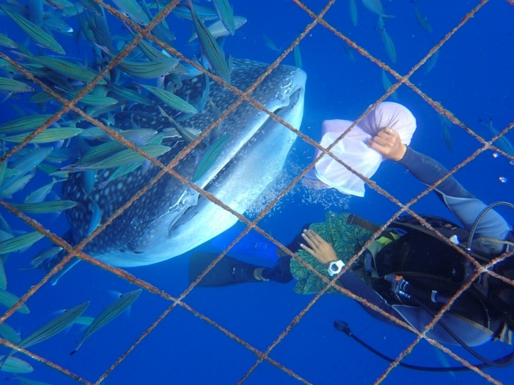 【Okinawa.走跳】沖繩無緣的青之洞窟浮潛:一起跟熱帶魚和鯨鯊游泳