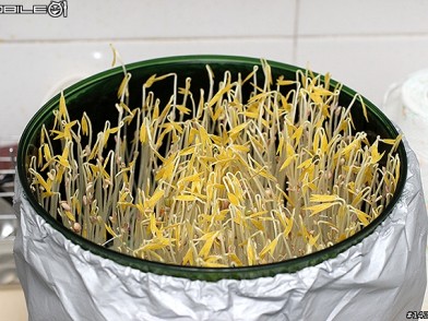 在家當農夫!歐卡爾全自動豆芽機體驗分享