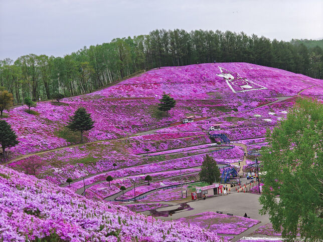 日本-北海道 五月賞芝櫻&鬱金香 ｜東藻琴芝櫻｜瀧上公園｜上湧別町鬱金香