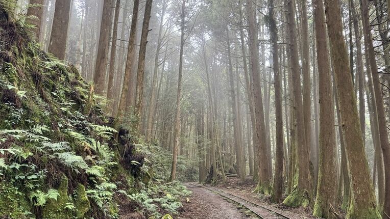 【特富野古道最新實況】新手、老手都可以來參考！自忠&rarr;3.7K實際走一趟🥾🌲