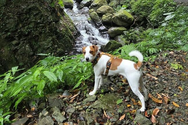 傑克羅素梗犬-玩水-老鷹溪瀑布*避暑