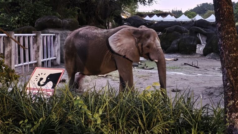 另類的父親節 - 台北市立動物園 "夜之動物園" 遊記分享~