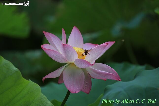 【出水芙蓉】剛柔並濟的荷塘光影：當 5DS R + EF 100-400mm 遇上 5D4 + EF 70-300mm —— 一場植物園荷花池畔的雙機修行